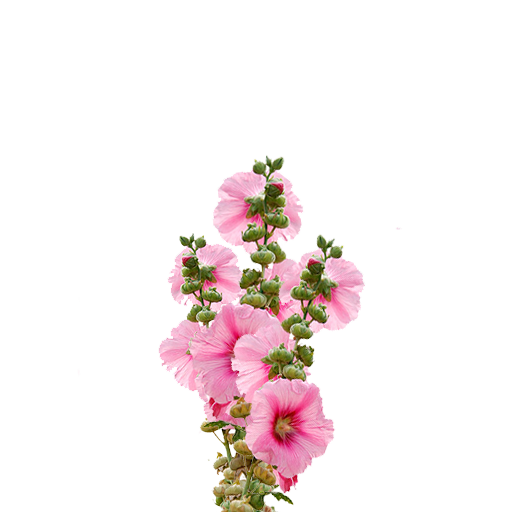 Мальва